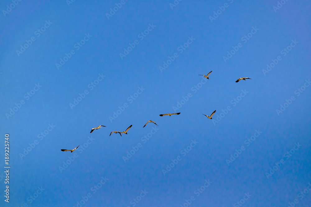 Group of seagulls flying against clean blue sky background