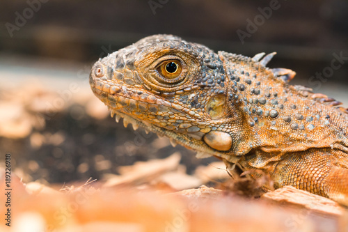 A brown Iguana