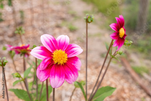 Fototapeta Naklejka Na Ścianę i Meble -  Close up of vibrant pink dahlia blossom in garden (selective focus)