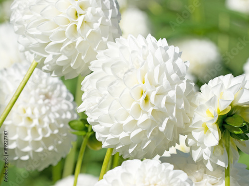 Fototapeta Naklejka Na Ścianę i Meble -  Weiße Dahlien, Dahlias