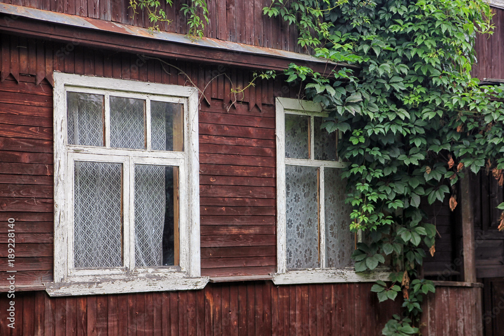 beautiful old wooden plank village house with white windows covered with green ivy beautiful old wooden plank village house with white windows covered with green ivy