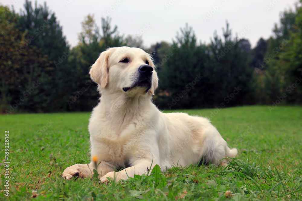 pedigree dog Golden Retriever lying on the green grass