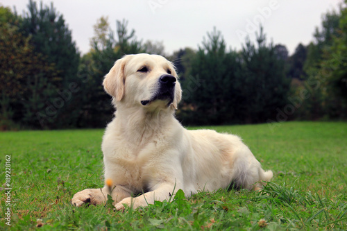 pedigree dog Golden Retriever lying on the green grass