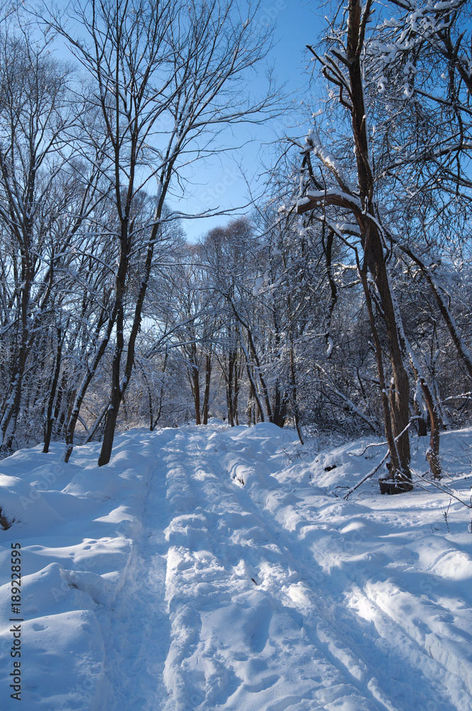 Fototapeta premium winter, snow, forest road in the snow, trees, sunny winter day in the forest, the sun