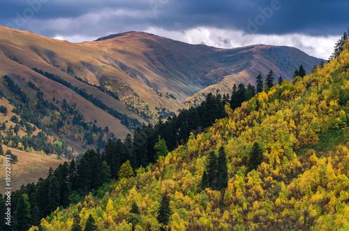 the mountain autumn landscape with colorful forest © muph