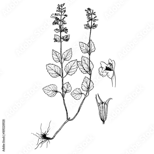 Calamintha menthifolia gravures