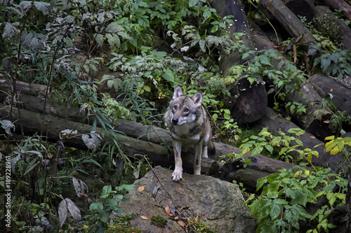 Portrait of wolf in forest. Srni, National Park Sumava, Czech Republic. © Lucie