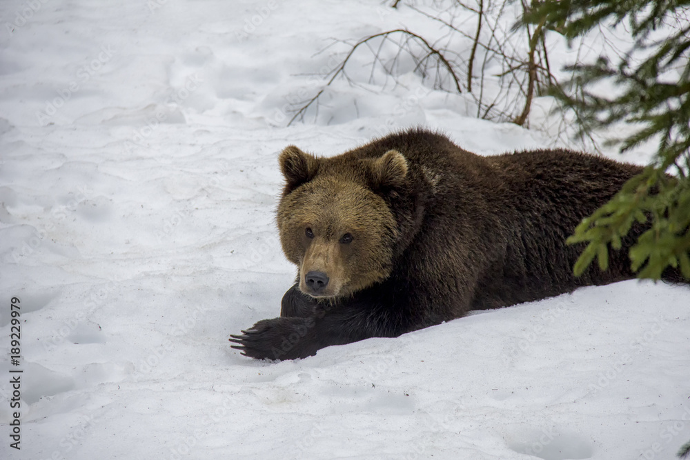 Lazy Brown Bear lying on the snow. Bavarian Forest National Park. Lazy Brown Bear lying on the snow. Bavarian Forest National Park.