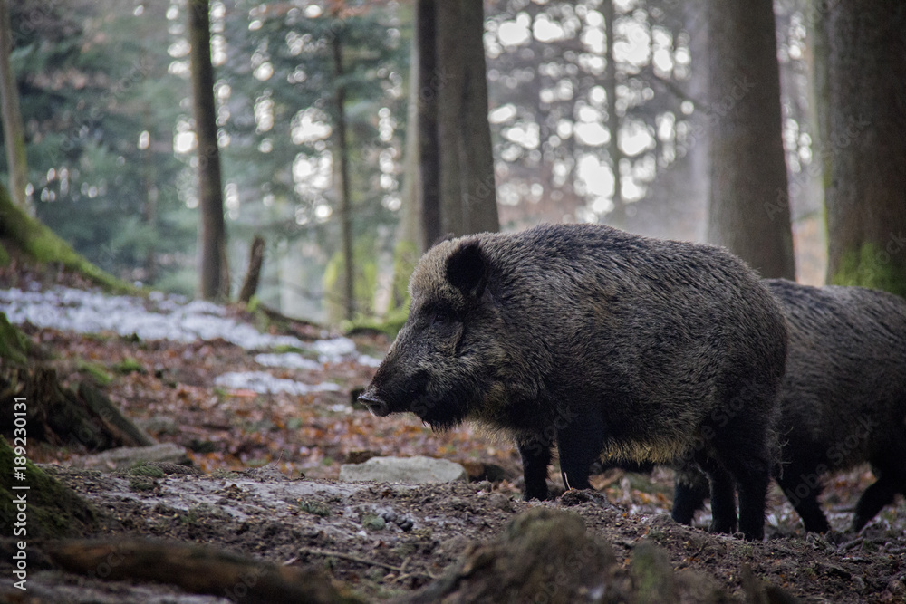 Portrait of Wild Boar in forest. Bavarian Forest National Park. Portrait of Wild Boar in forest. Bavarian Forest National Park.