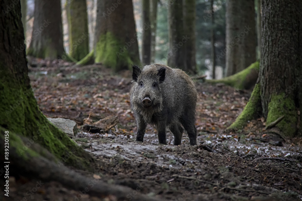 Portrait of Wild Boar in forest. Bavarian Forest National Park.