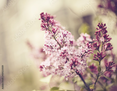 The blossoming lilac in the spring.