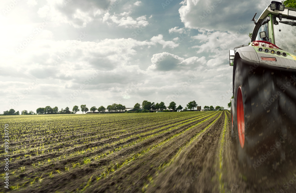 Fototapeta premium Traktor auf Maisfeld