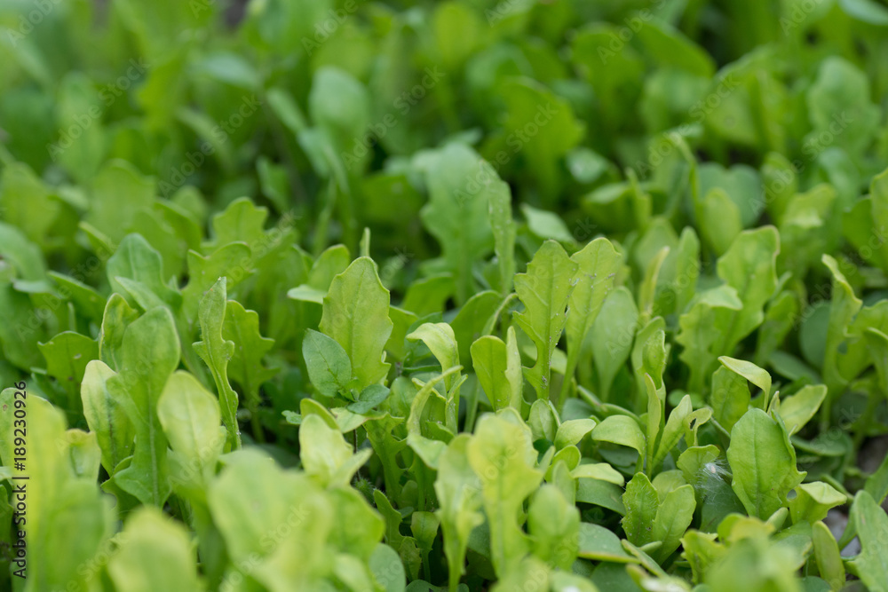 Leaves of organic arugula close up - Leaves of organic rucula close up.
