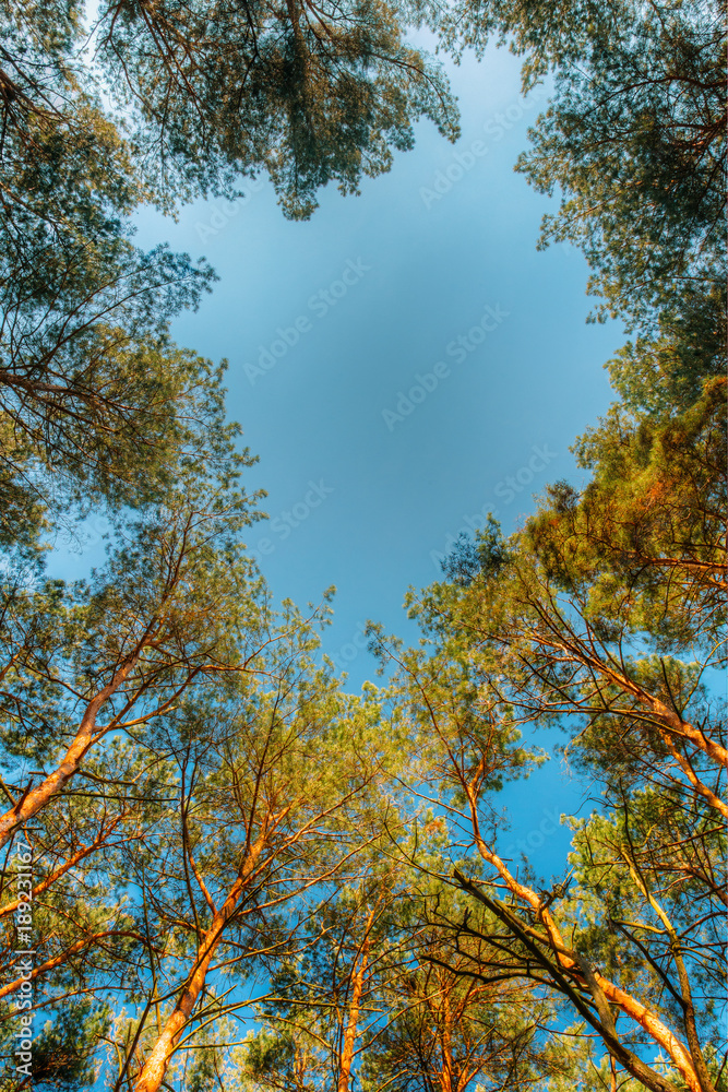 Fototapeta premium Canopy Of Pines Trees. Upper Branches Of Woods In Coniferous Forest