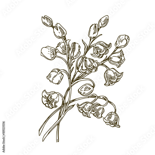 Little bouquet of lilies of the valley. Vintage. Engraving style. Vector illustration.
