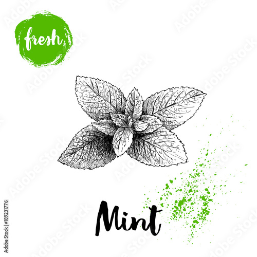 Hand drawn sketch style mint branch. Healthy herb vector illustration. Peppermint fresh leaves isolated on white background.