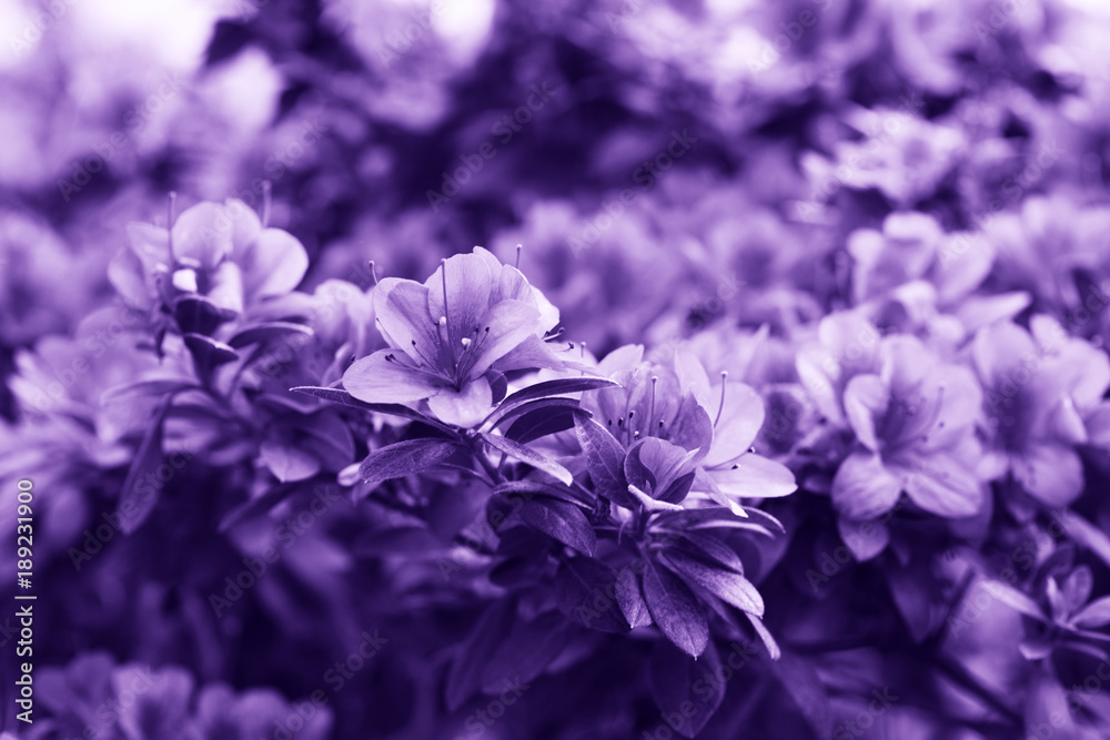 Fototapeta Kwiaty w kolorze ultra fioletowym.