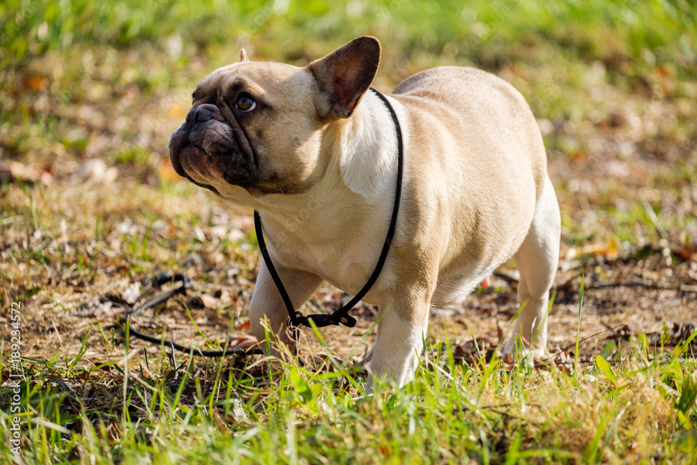 The cute French Bulldog