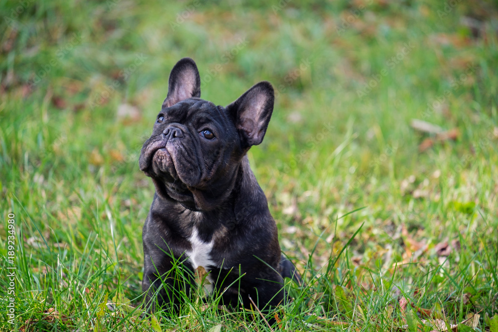 The cute French Bulldog