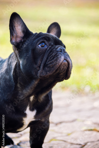 The cute French Bulldog © Kavita