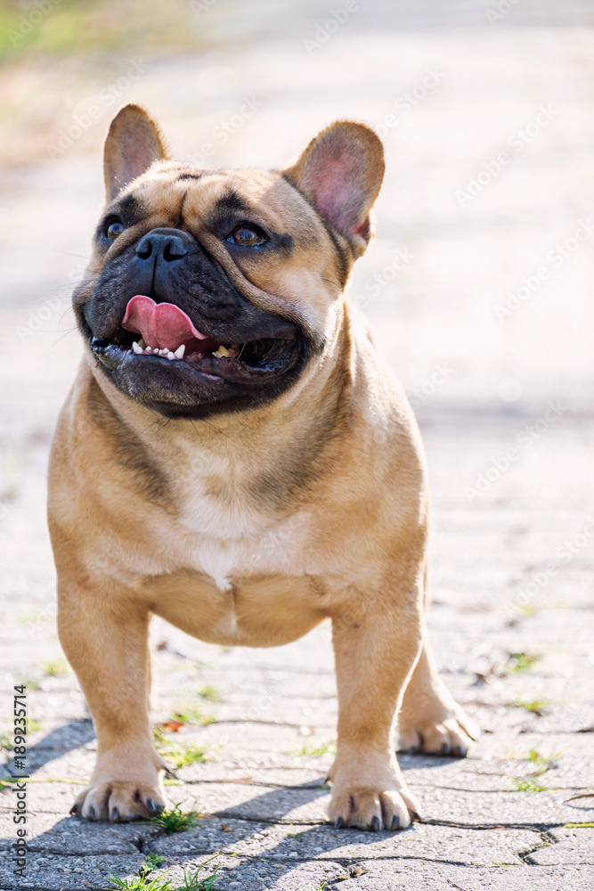 The cute French Bulldog