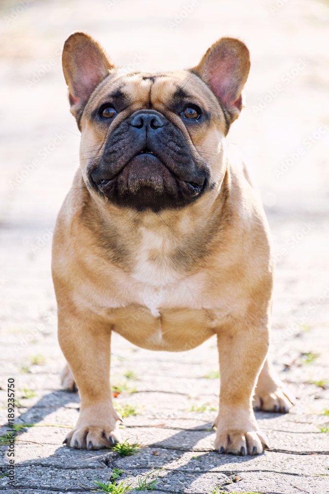 The cute French Bulldog