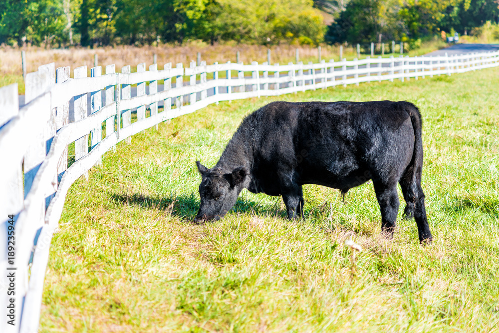 One black cow closeup grazing on pasture in Virginia farms countryside meadow field with green grass, white picket fence One black cow closeup grazing on pasture in Virginia farms countryside meadow field with green grass, white picket fence