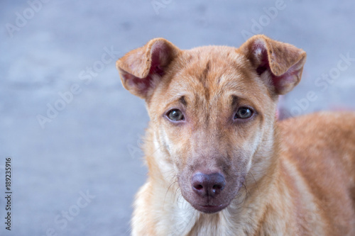 handsom stray dog on road photo