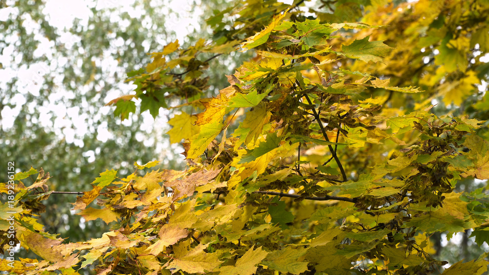 Autumn maple leaves on a tree.Maple leaves against the sky.4K video, 4K.Autumn season Beautiful golden autumn. Autumn maple leaves on a tree.Maple leaves against the sky.4K video, 4K.Autumn season Beautiful golden autumn.