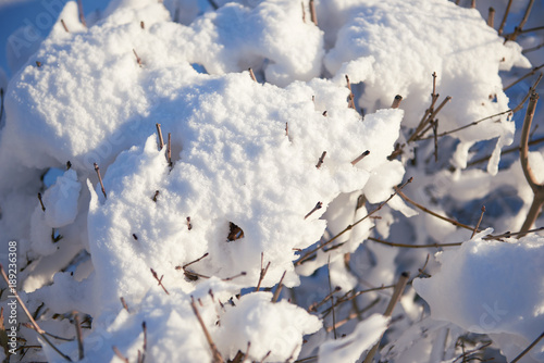 snow covered branches as abstract background or winter landscape © soleg