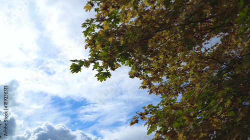 Autumn maple leaves on a tree.Maple leaves against the sky. Autumn season Beautiful golden autumn.