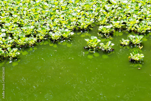 water hycinth plant on green photo