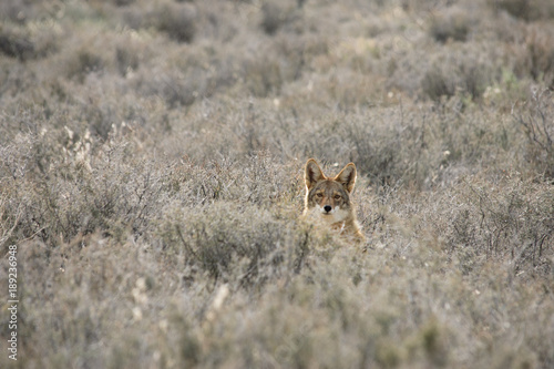 Coyote In A Sagebrush Meadow
