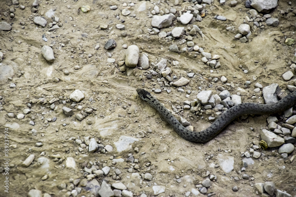 Viper is ordinary. Snake on the road. The snake crawls along the ground with rocks Viper is ordinary. Snake on the road. The snake crawls along the ground with rocks