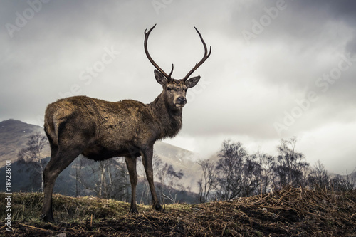 Canvas Print Monarch of the Glen