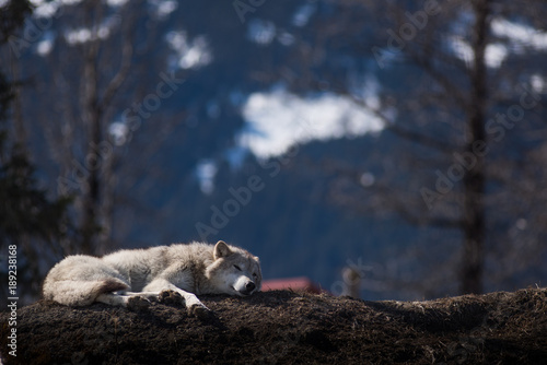 sleeping wolf