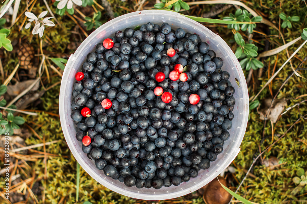 Blueberry in a bucket in the forest, top view Blueberry in a bucket in the forest, top view