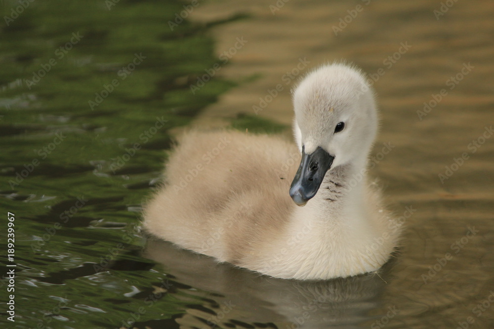 Babyschwan