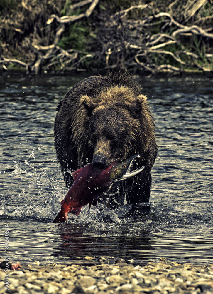 A voracious giant brown bear fishing salmons in a river in the Katmai peninsula, Alaska A voracious giant brown bear fishing salmons in a river in the Katmai peninsula, Alaska