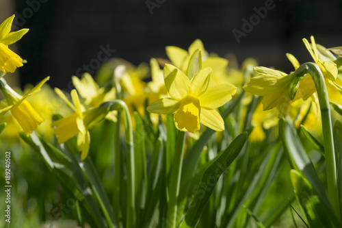 Fototapeta Naklejka Na Ścianę i Meble -  Narzissen im Sonnenlicht im Frühling