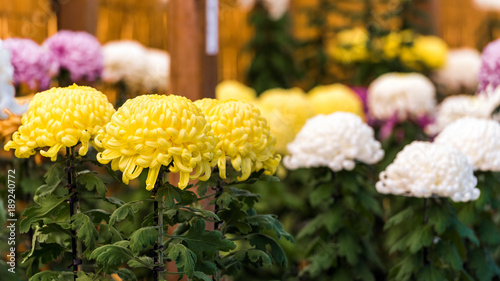 Beautiful colorful chrysanthemums in a closed Japanese garden. Close-up.