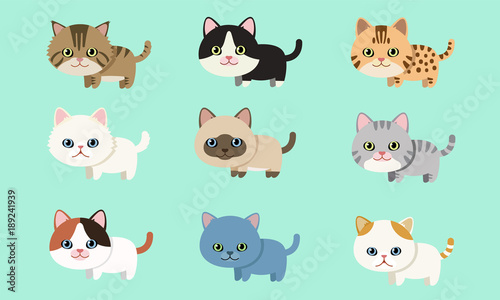 Cute pet cat breed collection flat style