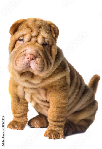 Shar Pei puppy on white background