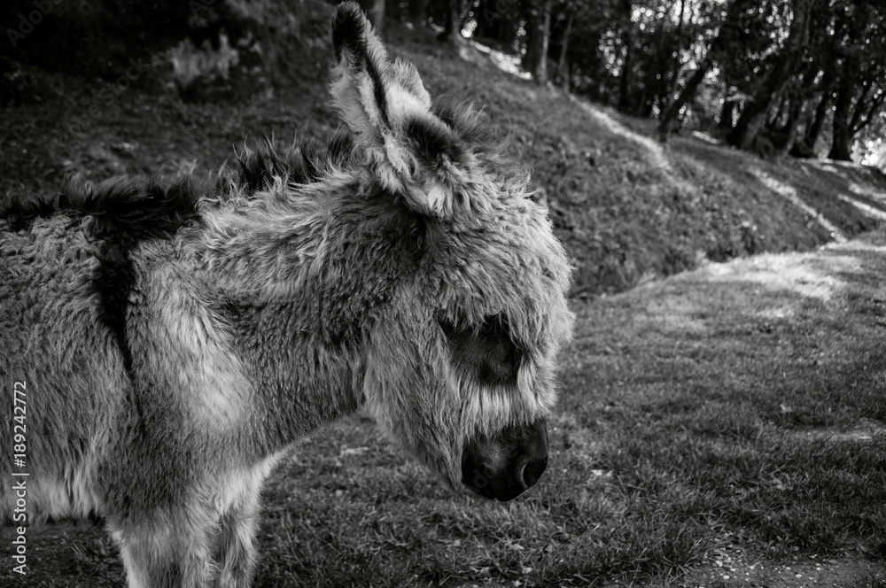 Fototapeta premium Donkey