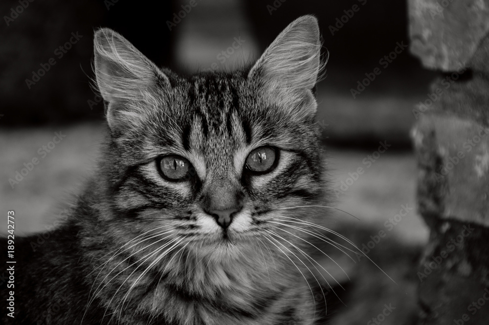 Obraz premium Cat portrait