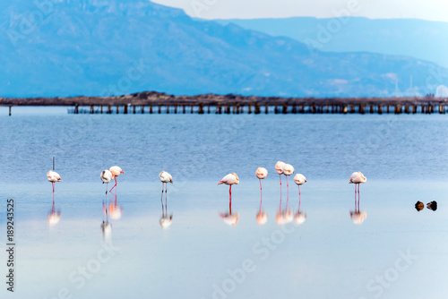 Beautiful flamingo group in the water in Delta del Ebro, Catalunya, Spain.