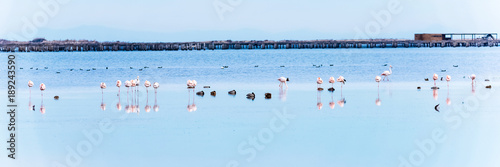 Beautiful flamingo group in the water in Delta del Ebro, Catalunya, Spain. Copy space for text. photo