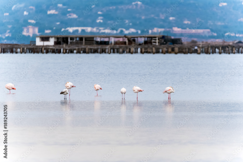 Beautiful flamingo group in the water in Delta del Ebro, Catalunya, Spain. Copy space for text.