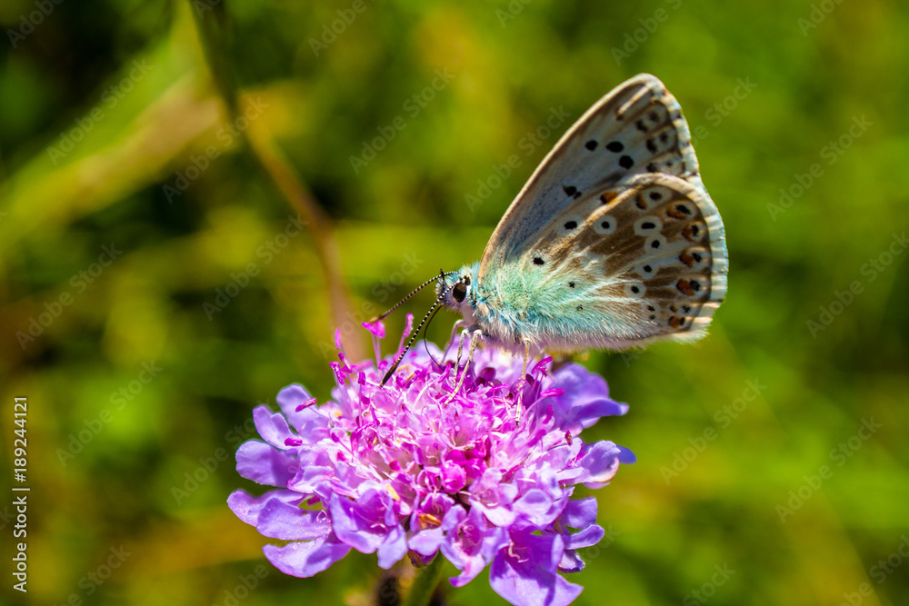 Papillon Papillon