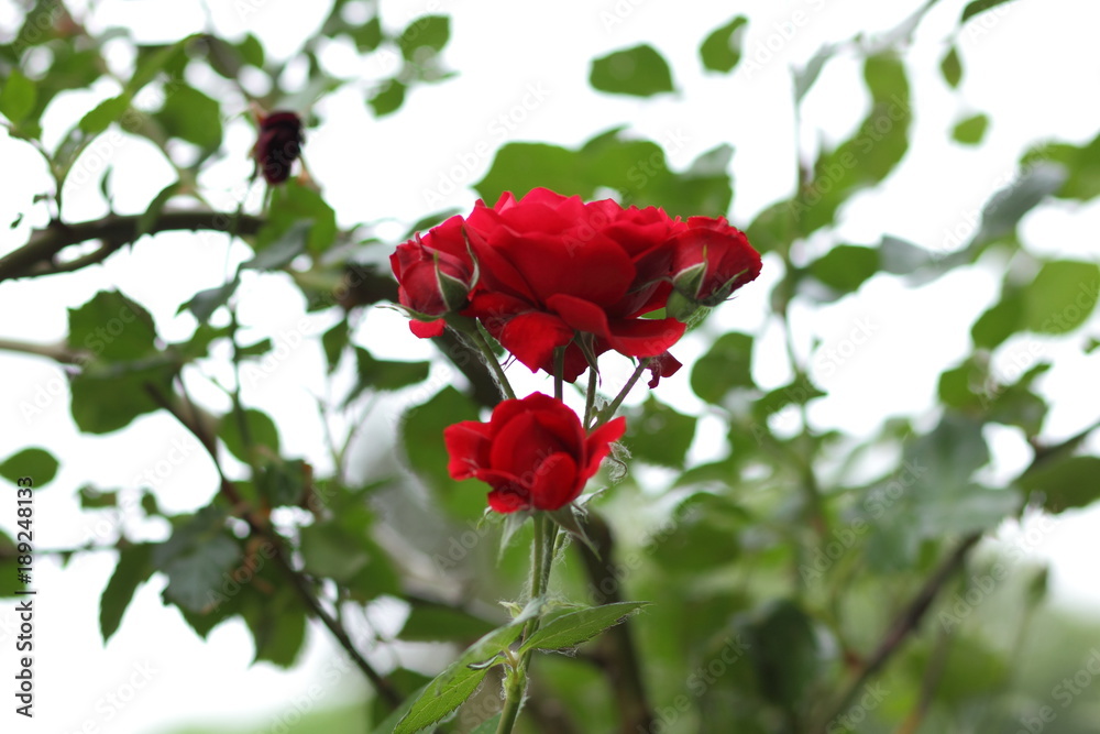 Obraz premium Red roses, flowers for Valentine's Day, a gift, a bouquet of red roses on March 8, a female dream, spring flowers in the botanical garden